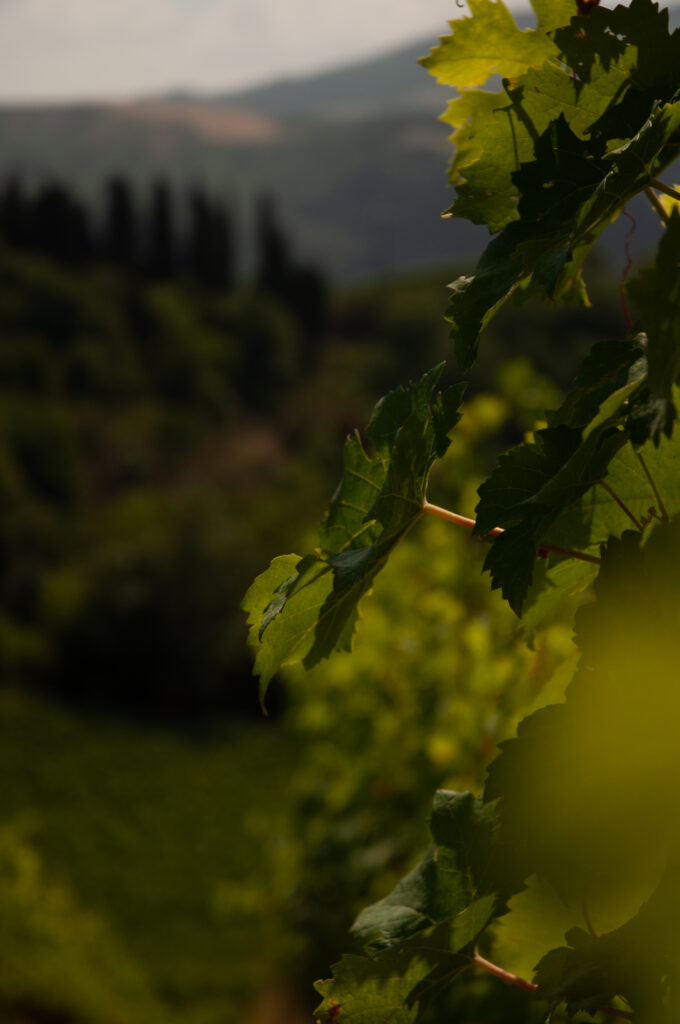 1Sangiovese in festa4° domenica di Aprile